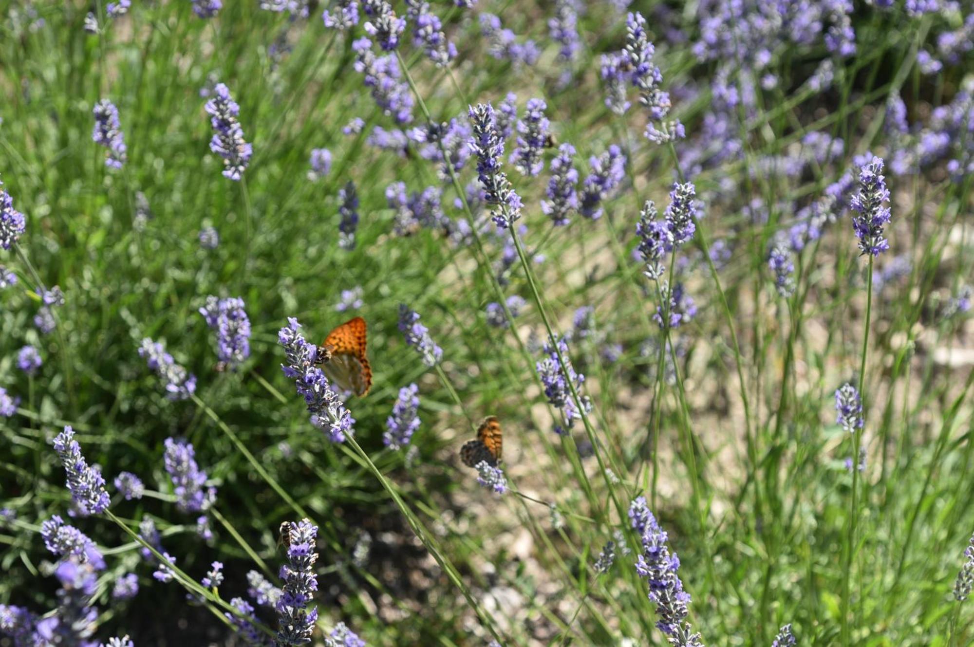 Villa Feijoa en Provence Velleron Buitenkant foto